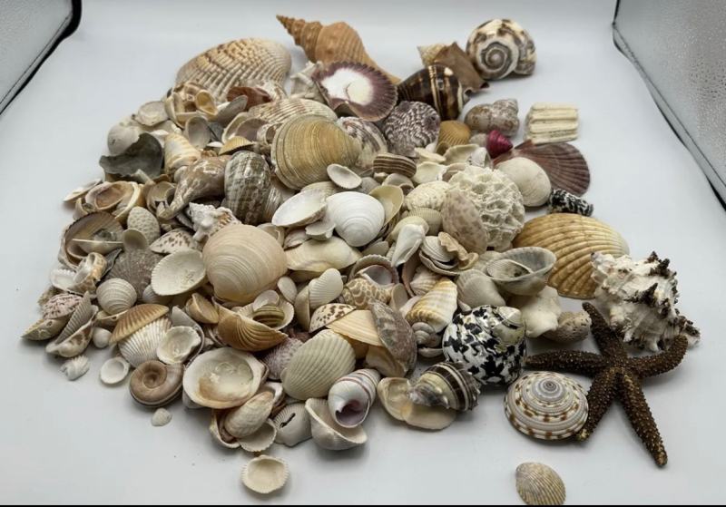 5+ Pounds Mixed Lot of Sea Shells Décor and Crafts