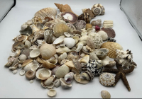 5+ Pounds Mixed Lot of Sea Shells D&eacute;cor and Crafts