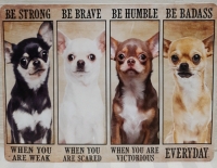 New Metal Sign Wise Words from a Chihuahua 16" X 12"