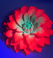 Glowing Retro Dimensional Dahlia Brooch Hot Pink Ombr&eacute; Green Centre