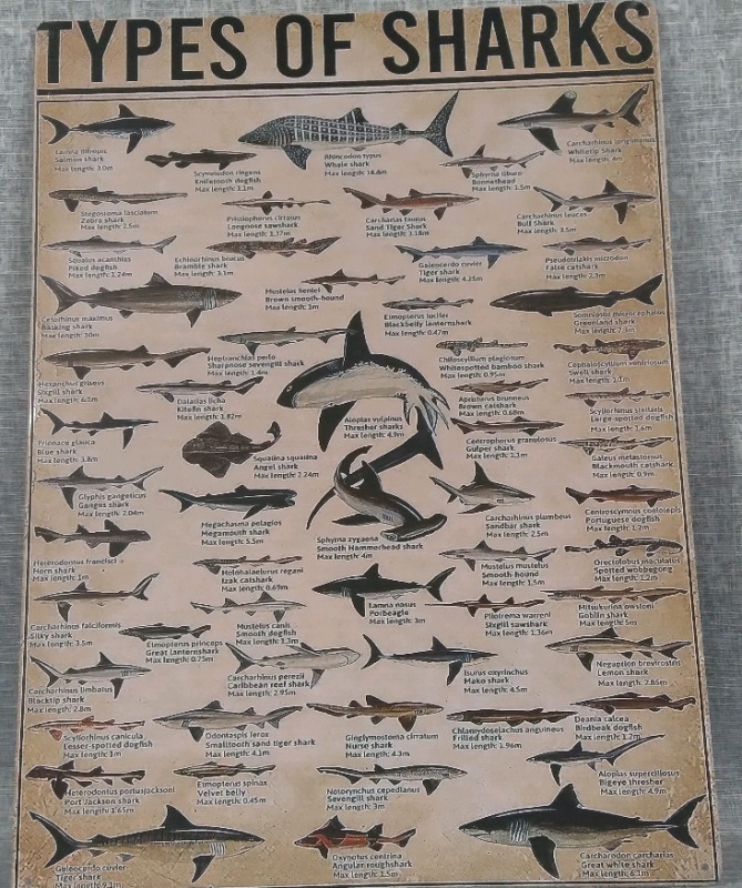 New Shark Metal Tin Sign 12" x 16"