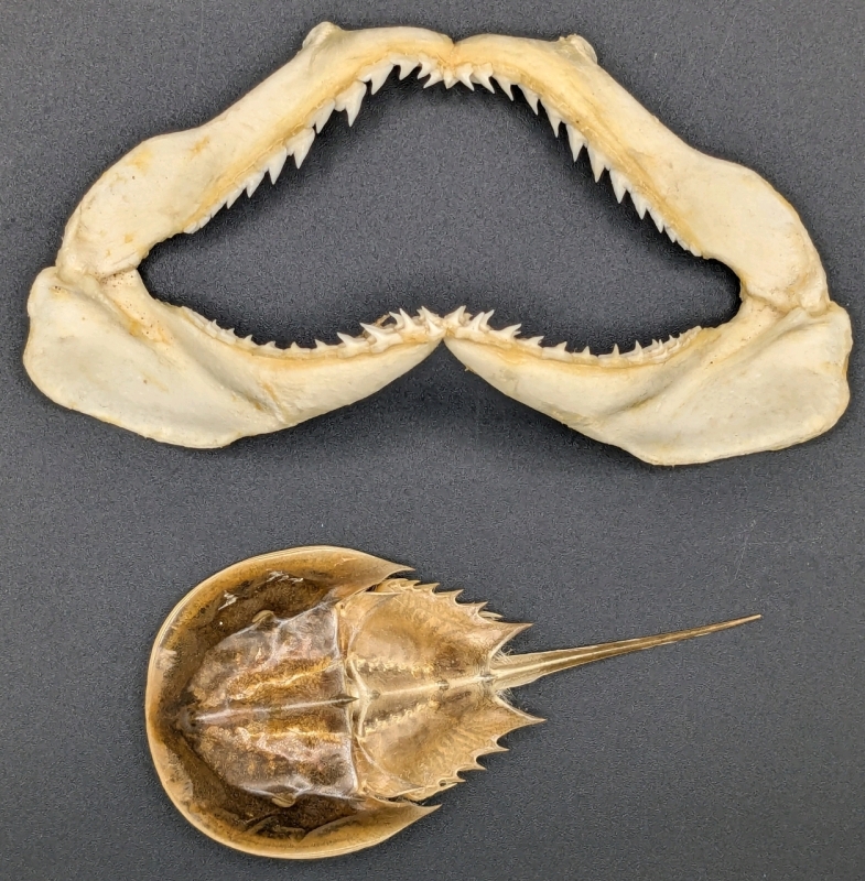 Neat!! Shark Jaw with Dried Horseshoe Crab | Jaw 5.8" x 2.65" / Crab 4.5" Long