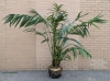 Ginormous Artificial Palm in Planter | 86" (Over 7' Tall Total), Planter is 28" Tall - 2