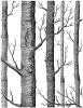 New GoGoDecal Birch Trees PVC Peel & Stick Wallpaper | 17.75" wide x 118" Long