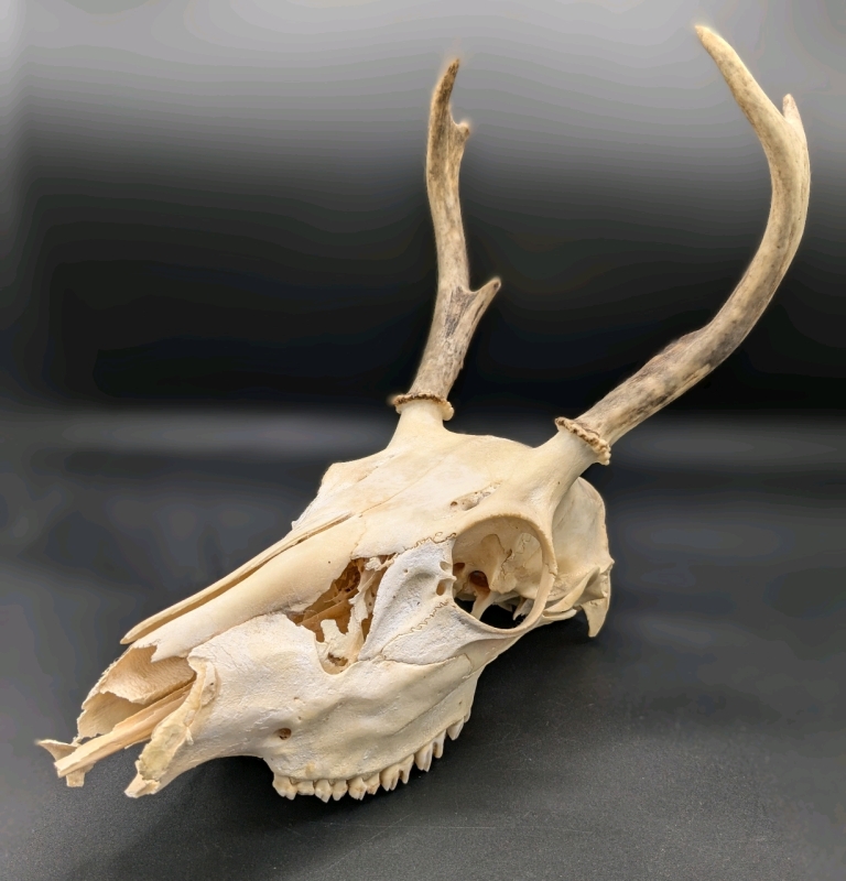 Vintage Deer / Ungulate Skull with Antlers