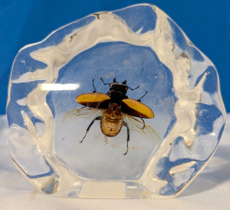 Flying Stag Beetle In Resin. 4.5" Tall.