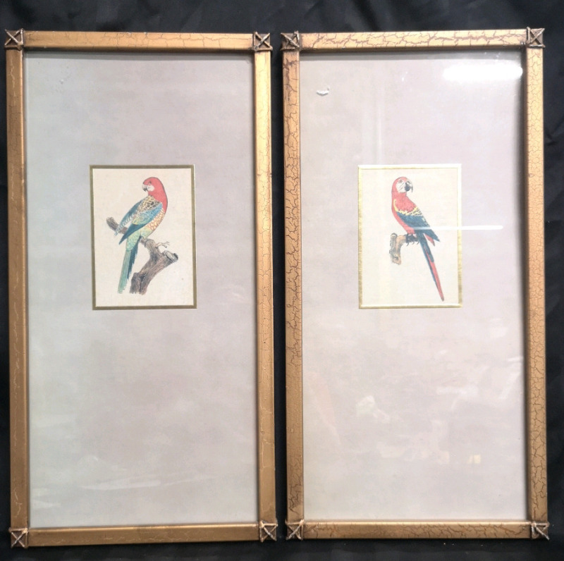 Pair of Vintage Parrot Prints - Frames measure 13" W & 25" H