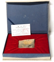 Ancient Paleozoic Coronocephalus Jastrawi Fossil from Longshan, Henan Province, China with Certificate & Box