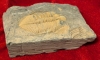 Ancient Paleozoic Coronocephalus Jastrawi Fossil from Longshan, Henan Province, China with Certificate & Box - 4