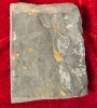 Ancient Paleozoic Coronocephalus Jastrawi Fossil from Longshan, Henan Province, China with Certificate & Box - 5