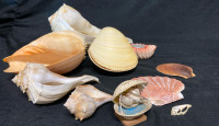 Large Assorted Lot of Shells w Wicker Basket