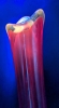 Tall Vintage Unsigned L.E. Smith Amberina Petal Bud Vase | 14.25" Tall | Cadmium Glows Under Black Light! - 5