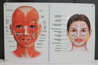 New - Facial Muscles and Veins Anatomy Tin Sign , measures 11"×8"