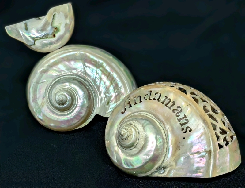 2 Large Vintage Polished & Carved Souvenir Mother of Pearl Shells | Andamans, India | 3.25" - 5.5" Tall