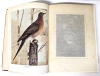 Antique 1905 Hardcover Book | The Nature Library: Birds that Hunt and Are Hunted, Vol. 2 : Game Birds by Blanchan - 2