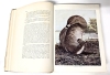 Antique 1905 Hardcover Book | The Nature Library: Birds that Hunt and Are Hunted, Vol. 2 : Game Birds by Blanchan - 3