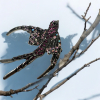Lovely Rhinestone Aurora Borealis Swallow Brooch - 4