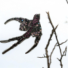 Lovely Rhinestone Aurora Borealis Swallow Brooch - 5
