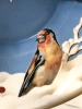 Gorgeous RS Tillowitz Sitesia Winter Scene w Robin & Goldfinch Footed Bowl | 9.25" x 6.75" x 3.5" Tall - 3