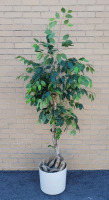 Home Decor Artificial Tree . Measures 77" tall