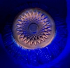 Unsigned Indiana Glass Iridescent CADMIUM & Red Glass Bowl | 6.75" Diameter x 4.25" Tall | Glows Under Black Light! - 4