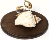 Gold Gilt Art Glass Hermit Crab w Real Shell & Wood Base (Desert of Maine, Freeport) | Base 4.5" x 6" - 3