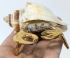 Gold Gilt Art Glass Hermit Crab w Real Shell & Wood Base (Desert of Maine, Freeport) | Base 4.5" x 6" - 5