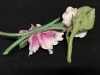 Beautiful Capodimonte Ceramic Flowers Made in Italy - 8