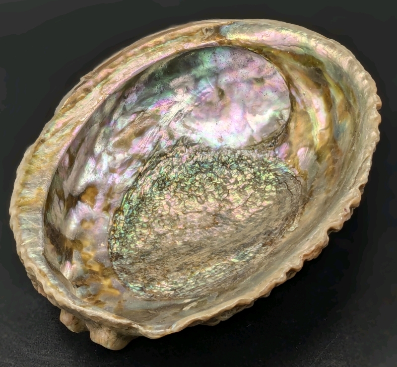 Stunning Large Abalone Shell | 5" x 6" x 2.25"