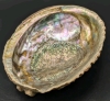 Stunning Large Abalone Shell | 5" x 6" x 2.25"