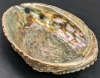 Stunning Large Abalone Shell | 5" x 6" x 2.25" - 2