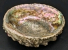 Stunning Large Abalone Shell | 5" x 6" x 2.25" - 3