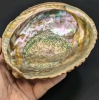 Stunning Large Abalone Shell | 5" x 6" x 2.25" - 5