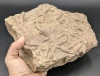 Substantial Slab of Fossilized Worm / Ichnofossil Burrows Sourced in Southern Ontario | 7.5" x 6.15" x 2.5" / Over 2kg - 5