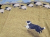 New Ladies Size XL | Adorable Pastoral Sheep Dog & Sheep Herding Knitted Sweater (Printed on Front and Back) - 3