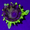 Astounding Rare Vintage URANIUM GLASS Flower Vase | 3.5" Tall - 3