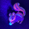 Rhinestone Enamel Squirrel Brooch Holding a Pearl - 5