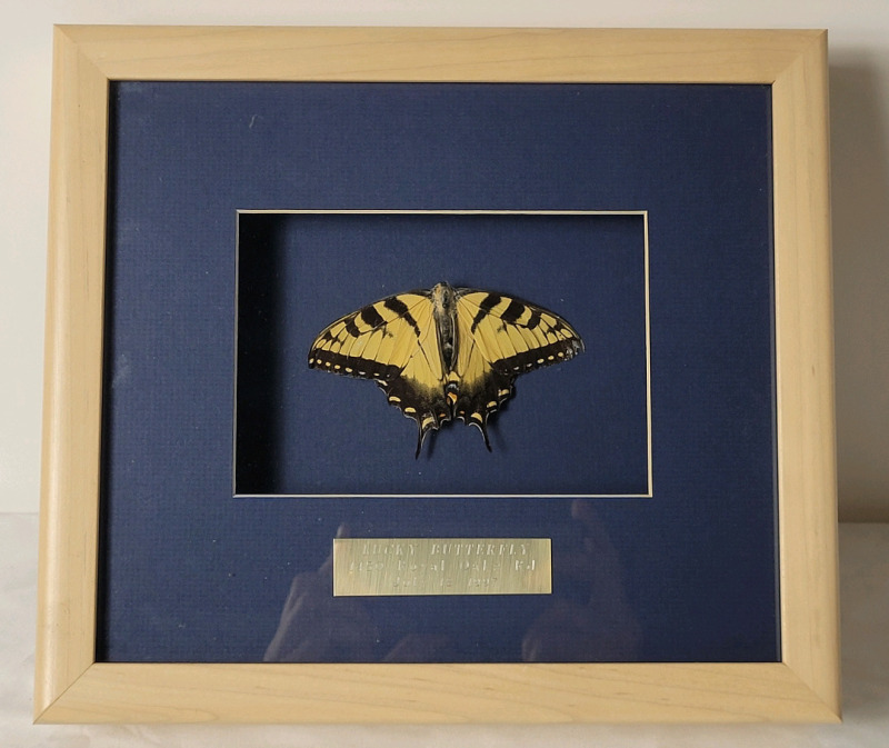 Eastern Tiger Swallowtail (papilio glaucus) Framed Butterfly . Measures 11"&times;9 3/4"&times;2 1/4"