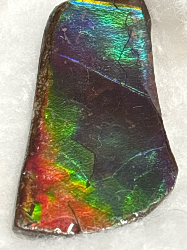 Amazing AA Free Form Ammolite Specimen With Grading Certificate My Favourite Stone