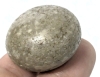 Interesting Smooth Round Speckled Stone - Possible Fossilized Bone! | 1" Across, 24.3g - 3