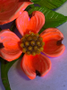 Vintage Vibrant 1960&rsquo;s Bright Pink Enamel Dogwood Flower Brooch Luminates Orange Under Black Light - 5