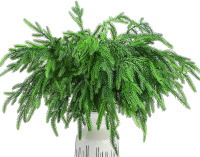 New Jutom 12pcs. Christmas Norfolk Pine Branches, 18" Norfolk Pine Artificial Christmas Branches DIY Crafts