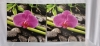 9 Stretched Canvas Orchid Photo Prints 11" x 11" & Clear Storage Tote with Lid 26x16x12" - 4