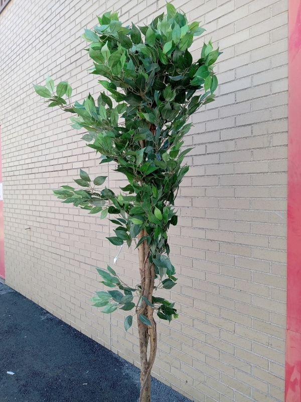 As New | Beautiful 7ft Tall Artificial Ficus Tree
