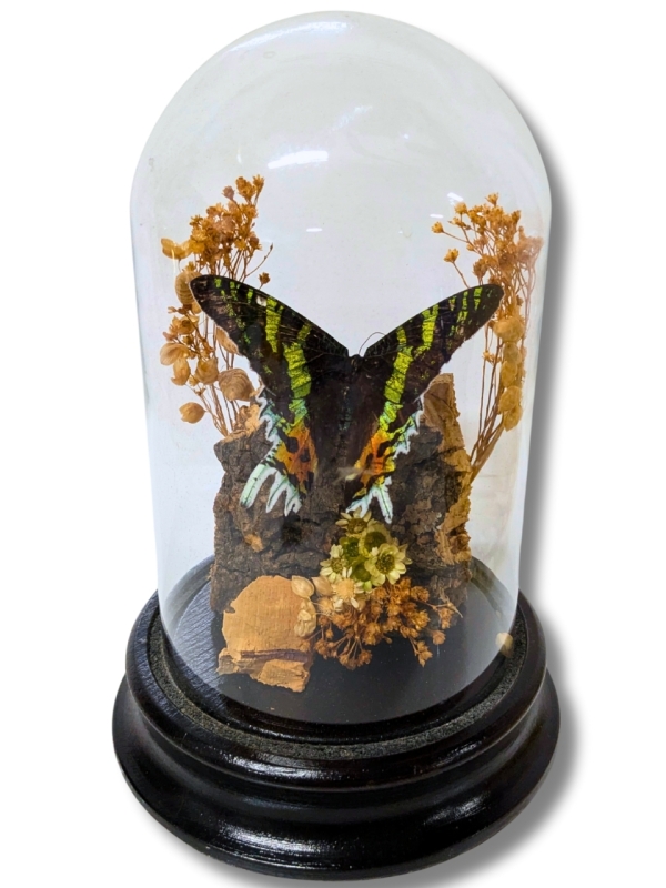 Gorgeous Vintage Sunset Moth Urania Ripheus (Madagascar) Specimen Mounted in Glass Dome with Wood Base - 7.75" Tall
