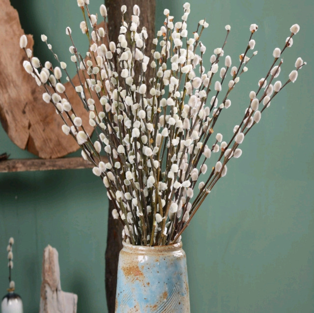 40 New | High Quality 100% Natural Dried Pussy Willow Stems | Retails $70