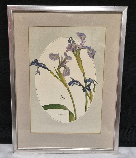 Framed Swamp Iris Print - 9.25 by 12.25" Signed M.G. Loates