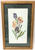 Vintage 1997 Signed Framed Original Italian Watercolour Iris Painting - 14.75" &times; 22.75"