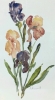 Vintage 1997 Signed Framed Original Italian Watercolour Iris Painting - 14.75" &times; 22.75" - 2