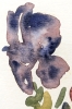 Vintage 1997 Signed Framed Original Italian Watercolour Iris Painting - 14.75" &times; 22.75" - 4